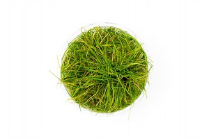 Dwarf Hair Grass UNS Tissue Culture