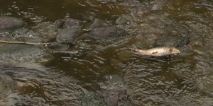 People living near Deer River want county to look into sewage fungus, stench