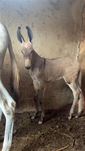 (SOBERANO D1) Soberano Js & Maab Estelita ,reserva do Haras D1