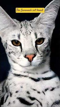 Savannah Cat Breed Explained 🐆 Origins, Personality, Traits & Lifespan #shorts #savannahcat
