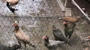 WAJIB TAU... Cara Ternak Ayam Kampung Sekala Rumahan Untuk Pemula Agar Cepat Panen Ternak ayam kampung sangat menguntungkan jika dikerjakan dengan benar Yuk tonton terus video ini sampai selesai agar teman-teman bisa tau cara ternak ayam kampung yang baik dan benar Wajib tau racik pakan ayam kampung Cara meracik pakan ayam kampung yang sehat dan hemat Cara meracik pakan ayam kampung dengan tumbuh - tumbuhan Henat dan irit cara meracik pakan ayam kampung ternak ayam kampung 100 ekor ternak ayam k
