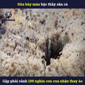 1.3M views · 9.6K reactions | Sứa bảy màu bậc thầy săn cá, gặp phải cảnh 100 nghìn con cua nhện thay áo | Bước Nhảy Năm Lạng | Facebook