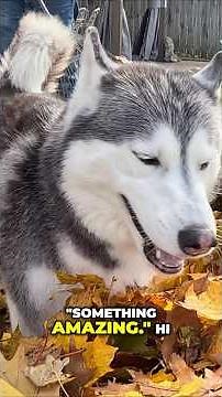 3 Huskies. 1 Giant Pile of Leaves. 100% Chaos.