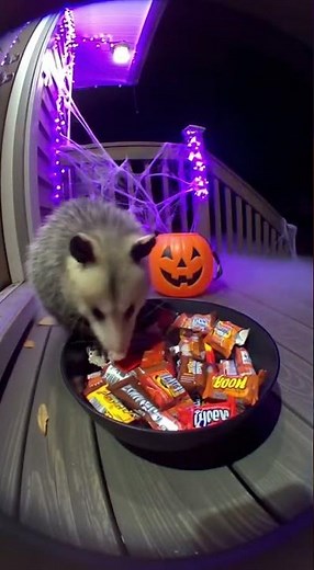 Possum & Candy Bowl: Fog-Machine Fright