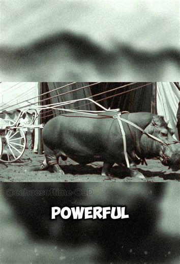 A Circus Like No Other: Hippo Pulling a Cart - Unbelievable Circus Acts of the 1920s