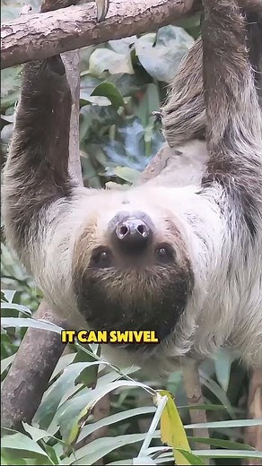 Weekly-Poop Sloth Facts! 🦥