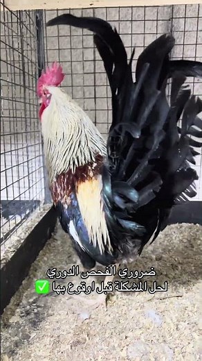 ضروري الفحص الدوري لحل المشكلة قبل اوقوع بها