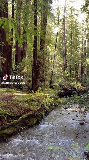 Exploring Muir Woods: A Journey Through Giant Redwoods