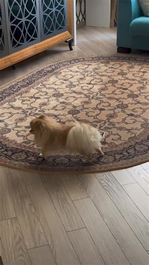 434K views · 5.6K reactions | So cute pom #pomeranian #pomeraniansofinstagram #pomeranianworld #pomeranianpuppy #pomeranianlove #pomeranianlovers #pomeranianpage #pomeraniandogs #pomeranian_feature #pomeranianofinstagram #pomeranianlife #whitepomeranian #pomeranianloverpost, #pomeranianstagram #pomeranianmix #pomeranian_lovers | Pomeranian lover the world | Facebook