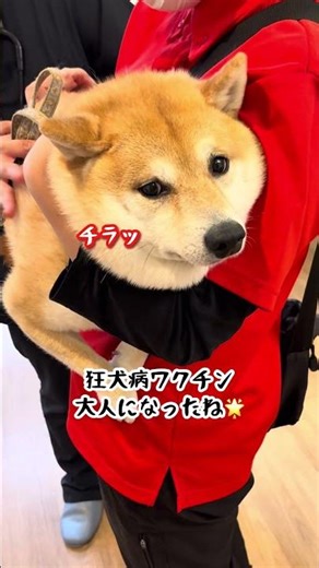 【頑張りました】狂犬病ワクチン💥 #柴犬 #豆柴