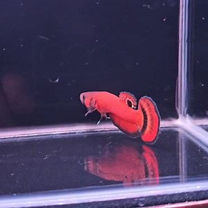 356K views · 6.8K reactions | Big Red Machine | IB Aquatic Pets | Facebook