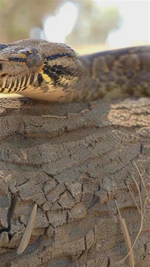 A dessert's wood python snake## snakeinfoofficial/