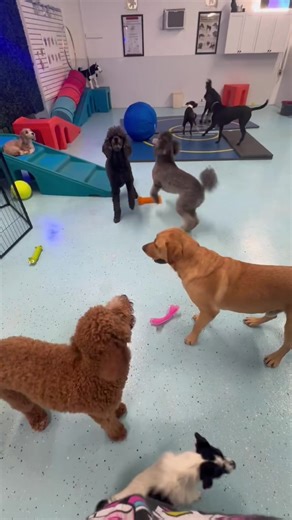 Muddy Pups on TikTok