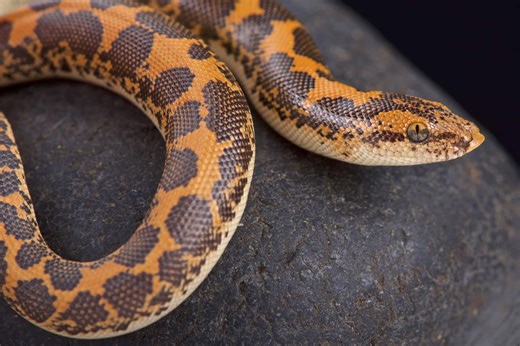 Kenyan Sand Boa Can Bury Itself in Seconds to Hunt or Hide