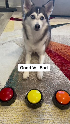 Sapphie the Pomsky on TikTok