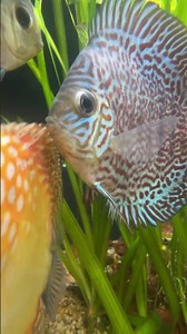 Amazing Discus at Fishy Bizz Aquatics in Farmington, MI