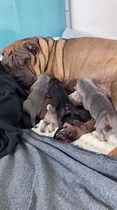 Hello world. Welcome happeis 🤩🤩🐾 Yesterday, 6 of the most beautiful peis were born. Mommy and babies feel great 💕🐾💖🥹🥹🥹🔥🫶 #sharpei #sharpellove #dogsofinstagram #sharpeisofinstagram #sharpeiworld #dog #sharpeipuppy #Dogsofinstagram #sharpeioftheday #sharpeiclub #puppy #sharpeidog #sharpeination #sharpeis #sharpeilover #doglife #chinesesharpei #sharpeigram #sharpeioftheworld #sharpeisoftheworld #puppylove #comingsoonpuppies #comingsoonsharpei @sharpei.hub @our.sharpei.life #prada #gucci