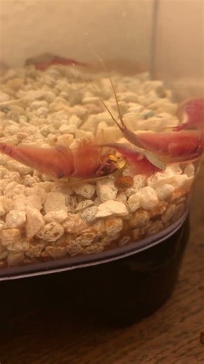 Triops eating their shrimp food #triops
