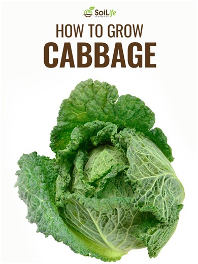 Nothing beats the crunch of homegrown cabbage! 🥬 A little sunshine, healthy soil, and some garden know-how go a long way to growing those big, tasty heads. 🌱🌞 We’re all about giving plants the best start. Think compost, living microbes, and a bit of patience. The results? Crisp, flavour-packed cabbage, fresh from your own patch. 🧑‍🌾✨ Watch the whole video for simple tips to help your cabbages thrive. 🎥📝 Got any cabbage-growing secrets or questions? Share them below or tag us in your garde