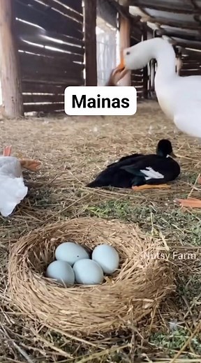 Security Alert On poultry farm | Mainas Livestock Production And Marketing Ltd