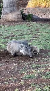 28K views · 1K reactions | It's Timon and Pumbaa!!! | Awesome World | Facebook