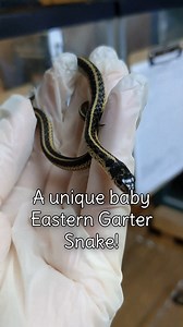 6K views · 260 reactions | Paradox? Mosaicism? Chimerism? Any of...