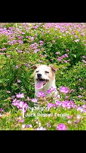 Small in size but HUGE in personality—the Jack Russell Terrier is one of the most energetic and intelligent dog breeds you’ll ever meet. Originally bred in England for fox hunting, these little dynamos are known for their speed, agility, and fearless spirit. They may weigh only 13–17 pounds, but their energy levels are off the charts! Jack Russells are natural jumpers—some can leap up to 5 feet high. Their sharp minds make them quick learners, but also mischievous if not kept busy. They thrive o