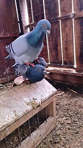 Pigeons breeding time activists #pigeons #pigeonbaby #racingpigeons #pigeonsloft | Family Farming