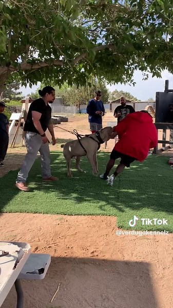 Cane Corso Italiano: The Ultimate Protection Dog