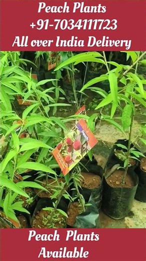 #peach #aadu #आड़ू #आड़ू के पौधे #peachplants #fruit #viral #dailyvlog #peaches #shortvideo #farming