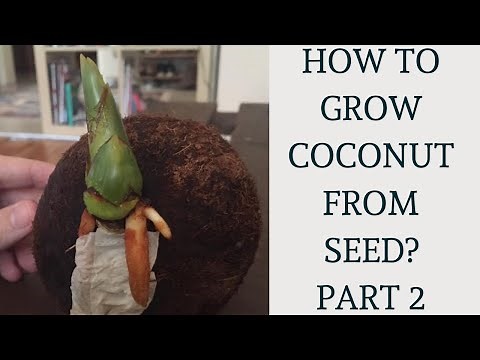 How to grow Coconut tree from seed? | Part 2