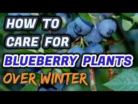 How To Care For Blueberries Over Winter (Tips You NEED To Know)