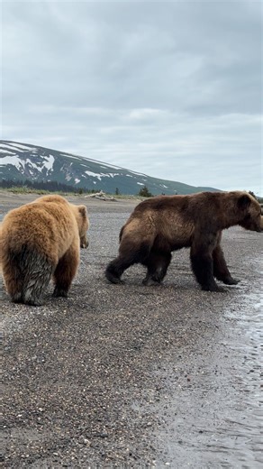 1.5M views · 20K reactions | This large male bear eagerly wanting to mate with this female bear. She is not in season yet so he was denied of his intentions. After about a week and a half of courtship she came into season and was ready to breed. | David Rasmus Wildlife Photography | Facebook