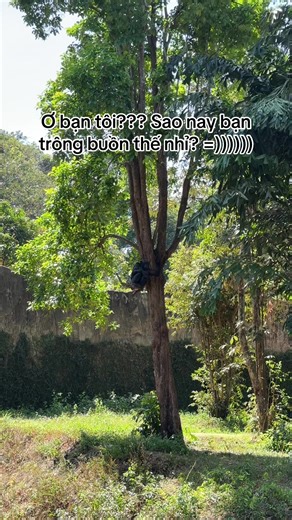 Tham Gia Tour Nhốt Người Thả Thú Tại Safari