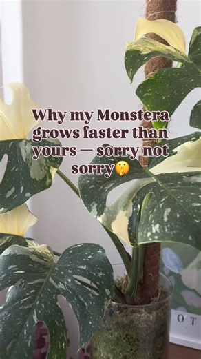 Botanikbuddies | My Monstera is absolutely unstoppable — and no surprise, because LECA and sphagnum moss are a real root-boosting power duo! 🌱✨ In less... | Instagram