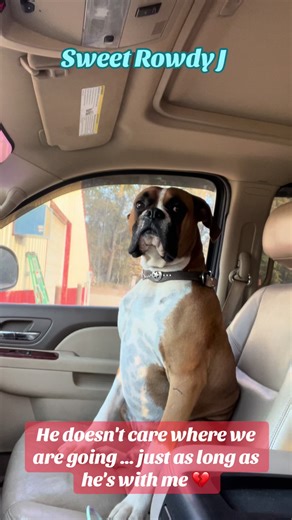 #rowdy #foryou #fyp #boxers #cute