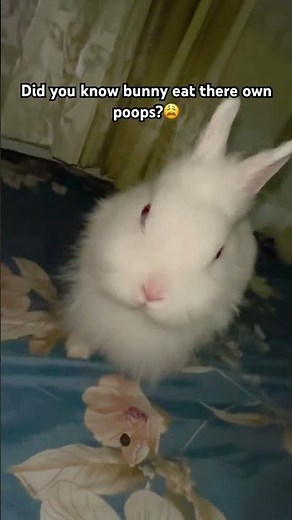 This process is called coprophagy, and it’s completely normal and necessary for their health🥰🐹
