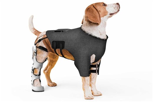Un exosquelette pour chien remporte la médaille d'argent à un concours d'invention