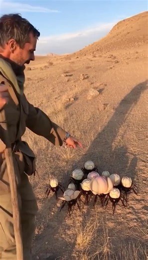 These are valuable bulbs that ran away during the 1637 tulip market crash.