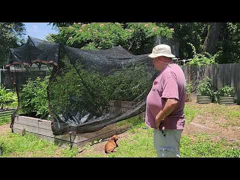 Building a Shade Tent for the Tomatoes