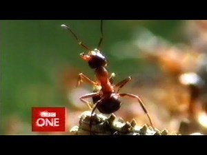 BBC1 Continuity - 19th December 2005