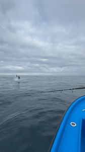 19K views · 422 reactions | Galicia - Topwater Bluefin Paradise!! Name: Ruben Saavedra AKA @ruben_saavedra8 Rod: @howkfishing Bullfighter 350 Reel: @shimano.fish Stella 30.000 Location: Galicia Fish: Bluefin - 70kg to 250kg range Aclassic!! #fishing #fish #fishinglife #bluewater #nature #fishingislife #angler #fisherman #fishingtrip #boat #fishingaddict #bigfish #saltwaterfishing #fishingdaily #fishon #sea #aclassic #diehard #diehardfisho #fishingaustralia | Aclassic | Facebook