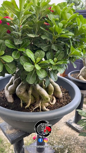 3.5K views · 64 reactions | 很多花友会说天气的转变导致叶子严重黄，所以一定要定时打菌药和虫药来降低风险！不要等到有问题了才来用哦！营养一定要有哦！你还有什么疑问在下来留言给我知道藍藍藍！ #周末愉快 | Plant Lover Malaysia | Facebook