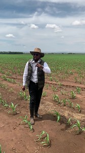 367K views · 10K reactions | Maize production video by agronomist H.kanyimbo Using a combination of Anchor and Paraquat during the pre-emergence stage in maize production results in a field that is effectively cleansed, resulting in a 100% yield. #maizefarming #agriculture #food | Agronomist H Kanyimbo | Facebook