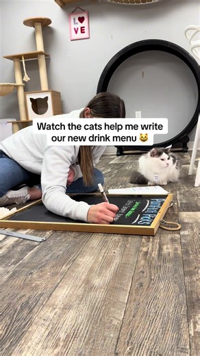 Cats Assist in Creating a New Drink Menu at Cat Cafe