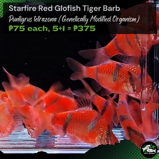 STARFIRE RED GLOFISH TIGER BARB | Got Fish | Facebook