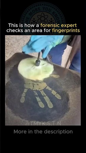 Forensic Fingerprint Analysis In Action