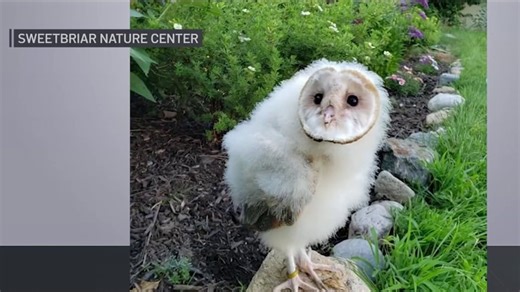 Barn owl escapes from wildlife center on Long Island