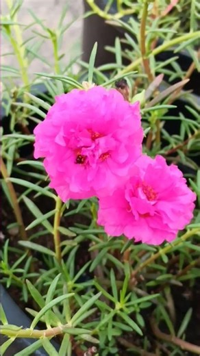 Portulaca Natural pollination by insects.