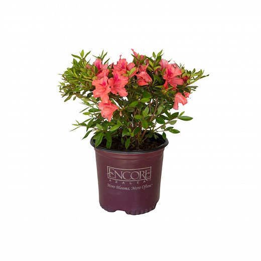 Autumn Coral Encore Azalea | Shop Online